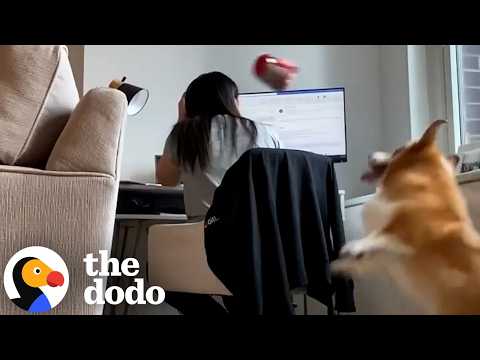 Corgi's Parents Catch Him Playing Fetch By Himself On Hidden Camera  | The Dodo thumbnail