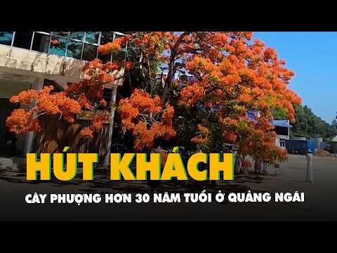 Cây phượng hơn 30 năm tuổi ở Quảng Ngãi hút khách check-in thumbnail