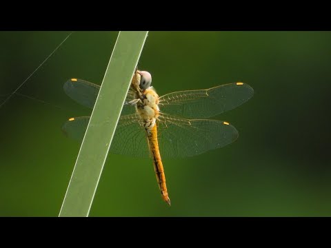 Globe Skimmer dragonfly resting on leaf in Wilderness Orchard thumbnail