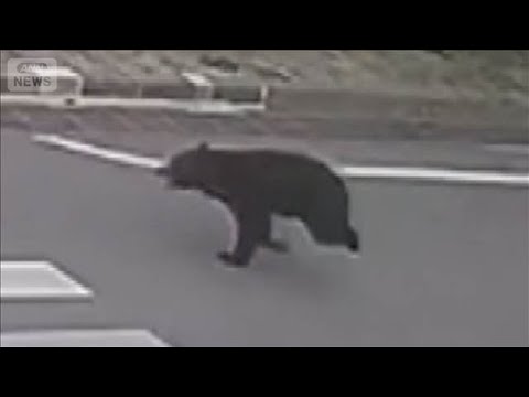 4人襲ったクマが工場外に移動したことを確認　「緊急銃猟」を解除　福島市【知っておきたい！】【グッド！モーニング】(2026年6月4日) thumbnail