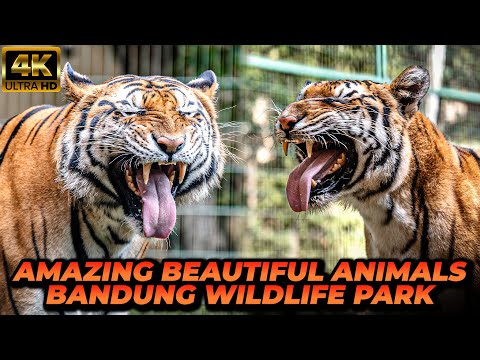 KEINDAHAN SATWA-SATWA DI BANDUNG WILDLIFE PARK! BIKIN ADEM! thumbnail