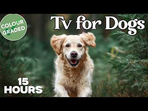 Home Dog TV Virtual Walks Supporting Mental Stimulation Daily thumbnail