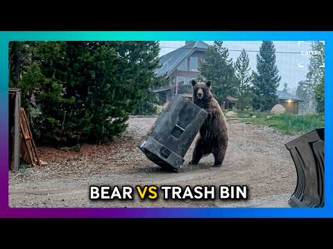 Frustrated Bear Can’t Get Into Trash Bin 😂🐻 thumbnail