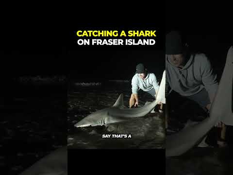 Massive shark caught on Fraser Island. thumbnail