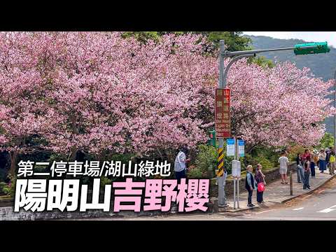 陽明山第二停車場/湖山綠地吉野櫻花況（2026/3/25）｜4K HDR｜Taipei Yangmingshan Cherry Blossom Festival #sakura thumbnail