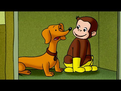 ¡Jorge, el perro del lobby! | Episodios Completos | Jorge El Curioso En Español thumbnail