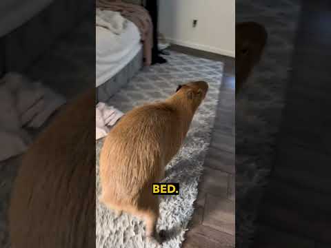 Capybara & Dog Best Friends - Ozzy Man Quickies thumbnail