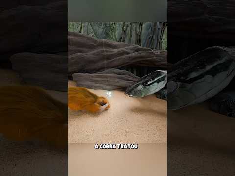 O comportamento desses animais deixou até cientistas impressionados thumbnail