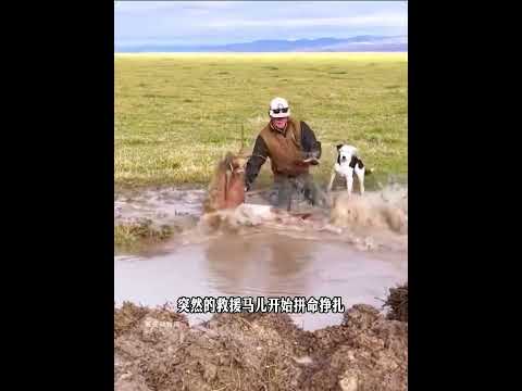 好心大爷救助一匹野马，没想到竟有意外惊喜 thumbnail