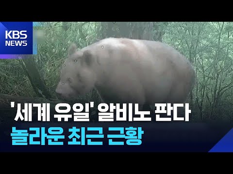 [글로벌K] '세계 유일' 알비노 판다, 놀라운 최근 근황 / KBS  2026.06.02. thumbnail