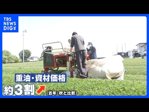 新茶の季節到来も中東情勢の影…燃料も保管袋も　抹茶づくりには欠かせない資材も高騰で生産者からは不安の声｜TBS NEWS DIG thumbnail