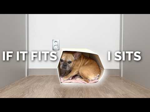 When A French Bulldog Thinks It's A Cat l IF IT FITS I SITS thumbnail