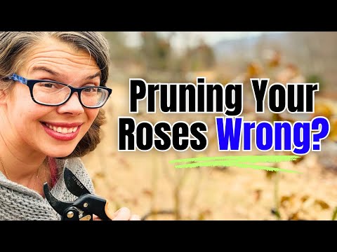 Stop Pruning Roses the Same Way! Shrub vs Climbing Rose  thumbnail