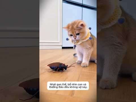 Giải Cứu Chim Non Bị Rơi Khỏi Tổ 🐦👶 thumbnail