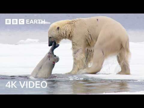 Nature's Most Impressive Predators | BBC Earth thumbnail