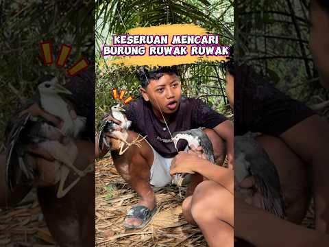 Keseruan mencari burung ruwak ruwak #wakmi ##burungruwakruwak #comedy #sketsakomedi #videolucu #lucu thumbnail