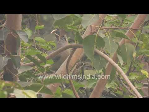 An Indian Grey Hornbill perched on a tree branch while feeding thumbnail