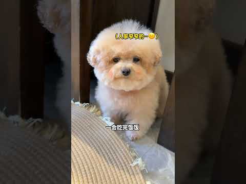 同一首歌听爸爸唱vs听闺蜜唱，看看它有什么不同反应…#听见毛茸茸#来搞笑的 thumbnail