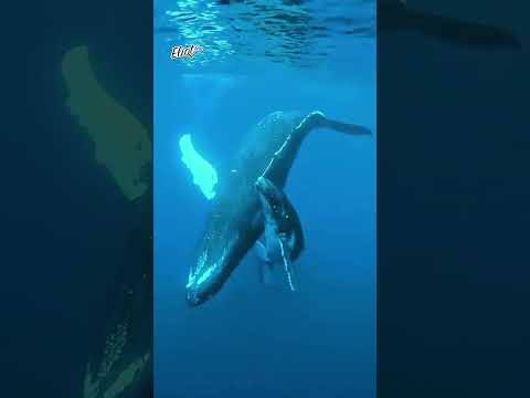 LORETO ENFRENTA AMENAZA AMBIENTAL Y CONTAMINACIÓN POR SER USADO COMO PUERTO DE ALTURA Y CABOTAJE thumbnail