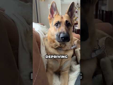 We discuss common mistakes that dog owners make without realizing it, thumbnail