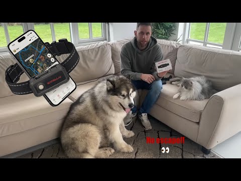 When You Lose Your Dog! SATELLAI Collar Go!  thumbnail