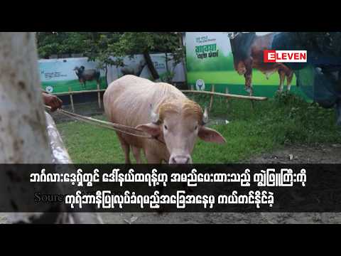 ဘင်္ဂလားဒေ့ရှ်တွင် ဒေါ်နယ်ထရန့်ဟု အမည်ပေးထားသည့် ကျွဲဖြူကြီးကို thumbnail