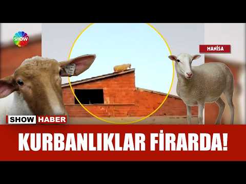 Kurbanlık kaçtı, sahipleri kovaladı! thumbnail