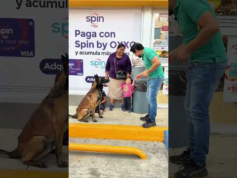 Si mi perro Zeus no les incomoda les voy a regalar $400 pesos ????#perros #malinois #mascotas thumbnail