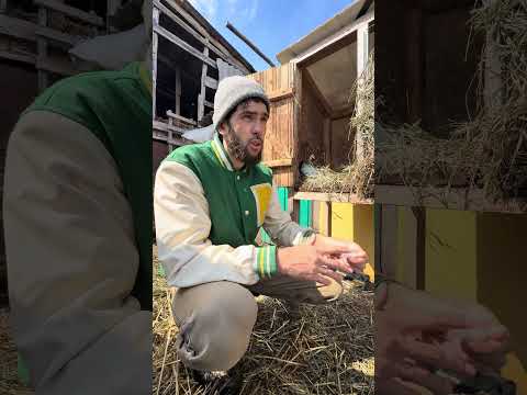 Как выглядят маленькие крольчата 😱 thumbnail