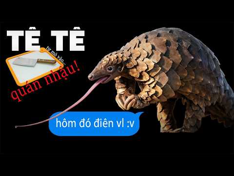 #1069 Tê Tê Tự Mò Vào Quán Nhậu Đà Lạt: Những Sự Thật Ít Biết Về Loài Vật Lọt Sách Đỏ! thumbnail