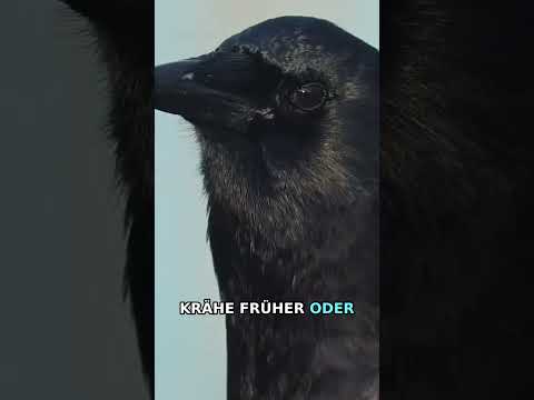 Krähe stiehlt Ei und bereut es sofort thumbnail