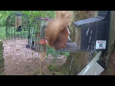 More Live Nature Live Stream thumbnail