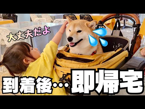 犬達の楽園ドギーズアイランドに行ったら、即帰宅する羽目になりました… thumbnail
