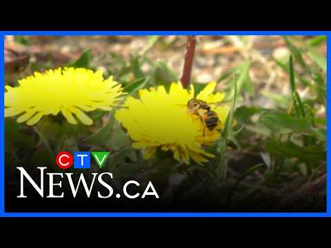 Wasps out early in Winnipeg thumbnail
