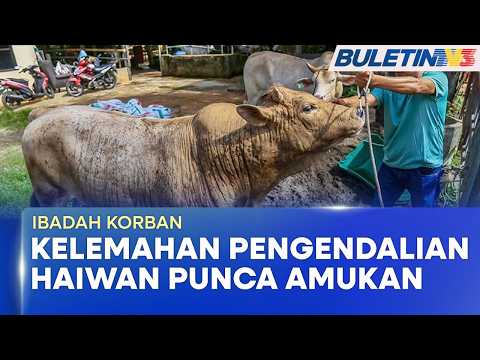 IBADAH KORBAN | Aspek Teknikal, Persekitaran Punca Haiwan Bertindak Agresif (BU) thumbnail