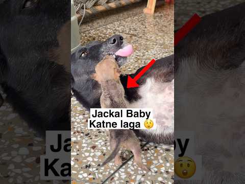 Jackal Baby Kaat Liya ? thumbnail