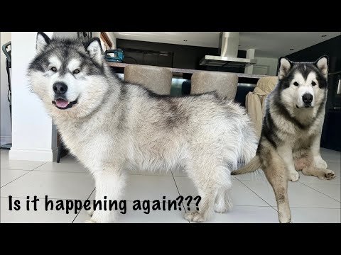 Surely It Can’t Happen Twice?? (Is it Phil 2.0!!)  thumbnail