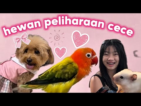 PELIHARAANNYA CECE #dewivanow #hamster #poochon #moi #mango #lovebird  thumbnail