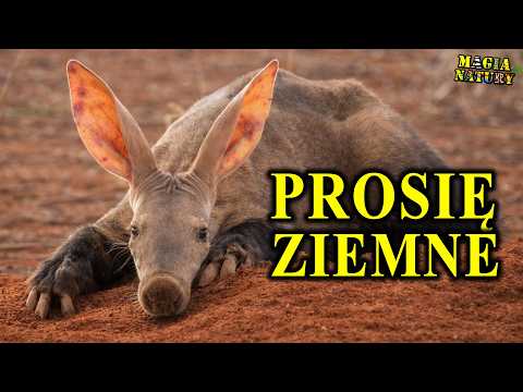 Owadożerny Kosmita z Afryki - MRÓWNIK - Świnia Ziemna thumbnail