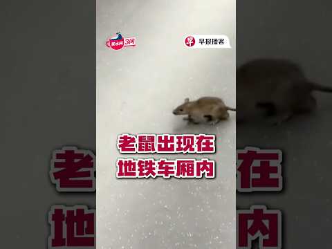 老鼠出现在地铁车厢内 #singapore #新加坡 thumbnail