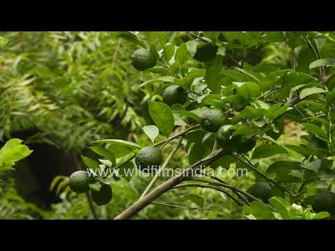 Lemon tree bearing clusters of unripe fruit thumbnail
