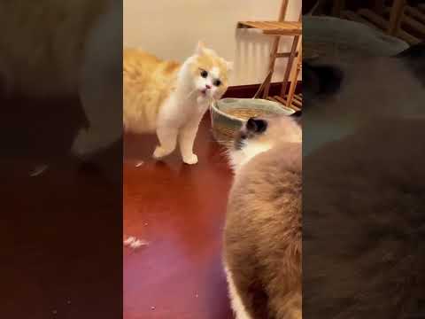 #cats #funny thumbnail