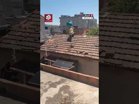 هروب كبش العيد فوق سطح منزل بالجزائر و رجل حماية مدنية ينقذه من السقوط thumbnail