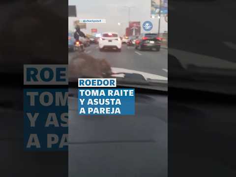 Chefcito pierde a Linguini: pareja capta a rata saliendo del cofre de un auto en pleno tráfico thumbnail