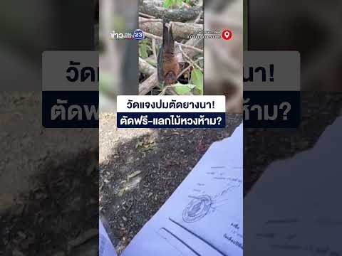 วัดแจงปมตัดยางนา! ตัดฟรี แลกไม้หวงห้าม thumbnail