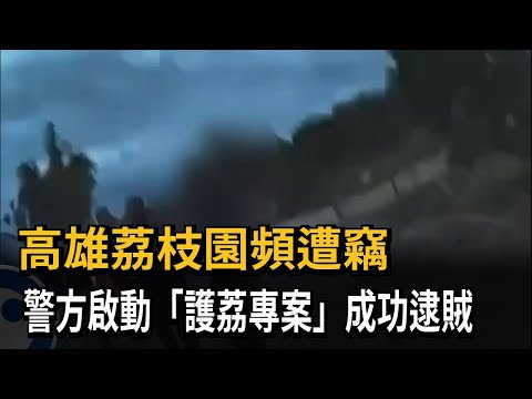 高雄荔枝園頻遭竊　警方啟動「護荔專案」成功逮賊－民視新聞 thumbnail