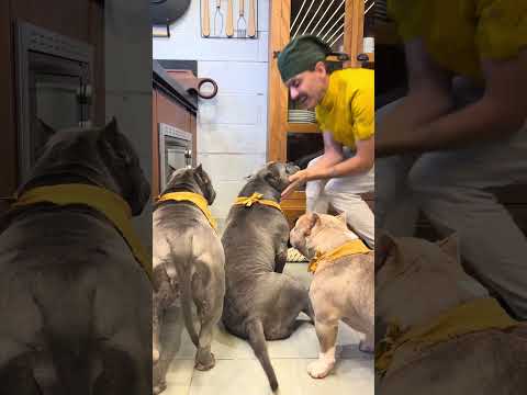 Biscoitinho de Banana com Aveia pra deixar o dia mais feliz da galerinha de 🐾🐾 thumbnail