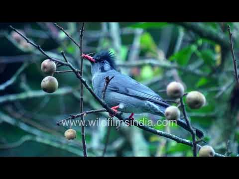Black Bulbul foraging on wild fruits high in the Himalayan forest canopy! thumbnail