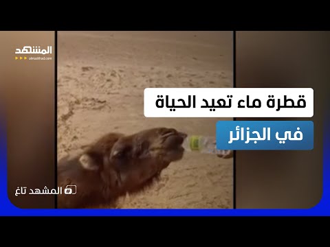 شهم الجزائر يقلب التريند.. قطرة ماء تكتب عمراً جديداً لجمل منهار  – المشهد تاغ thumbnail
