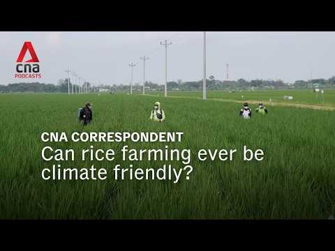 Can rice farming ever be climate friendly? | CNA Correspondent thumbnail